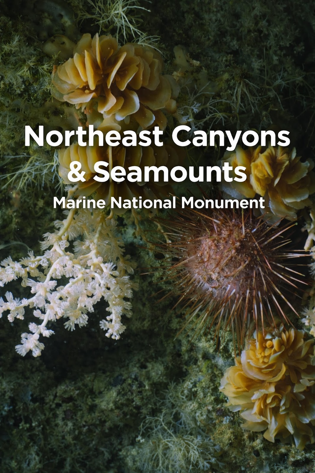 ChatGPT Image Feb 15, 2026, 10_19_23 PM